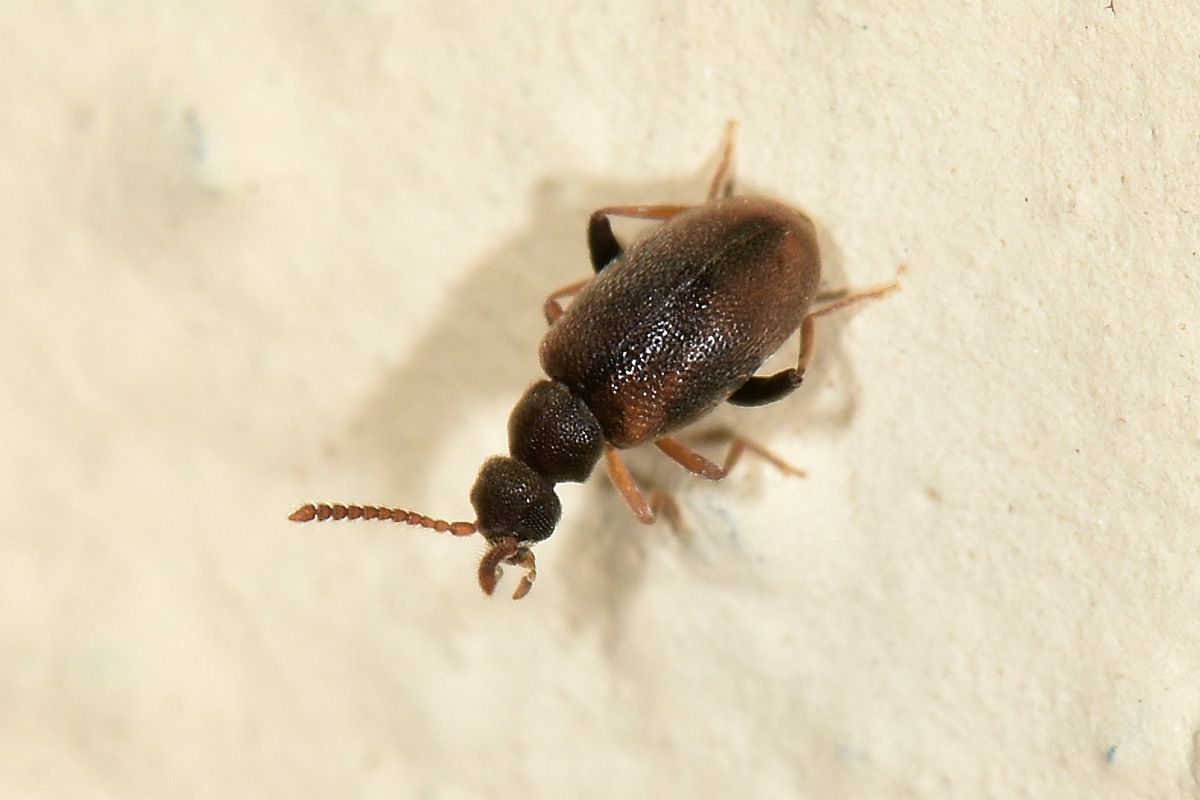 Aderidae: Otolelus pruinosus?